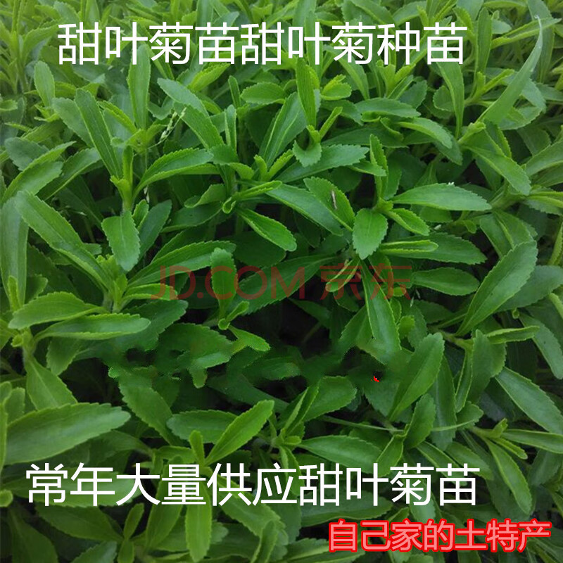 采缇 甜叶菊苗甜菊叶苗 阳台盆栽甜叶菊苗 甜叶菊幼苗 甜叶菊种苗食用