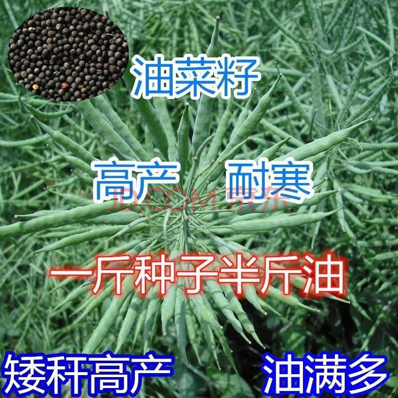 【梦里丹】油菜籽种观赏油菜花榨油食用油菜籽油杂交高产油菜花种子