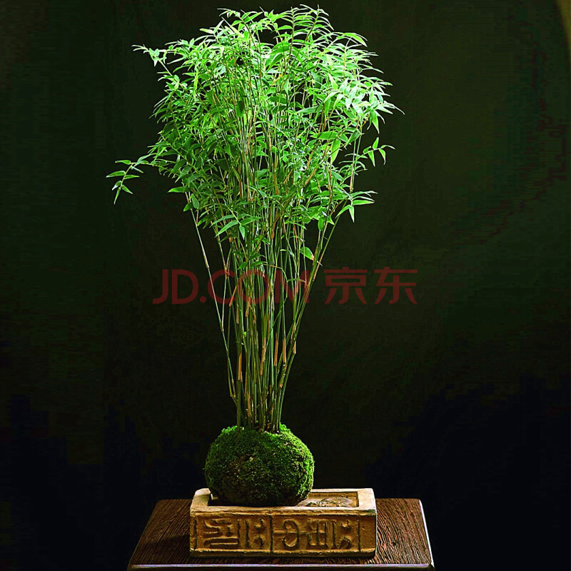 多瑙梦盆景米竹苗凤尾竹观音竹观赏竹子庭院客厅阳台小型竹子凤尾竹