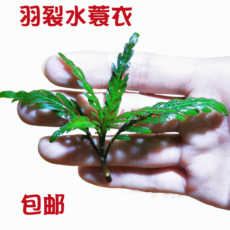 水草鱼缸造景装饰羽裂水蓑衣雨蝶草缸造景绑沉木有茎类水下叶草荷兰景