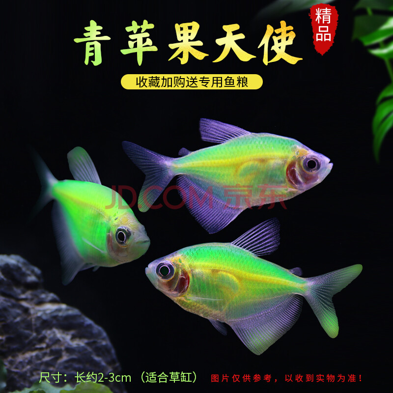 观赏鱼小型柠檬天使鱼改良彩裙淡水热带鱼青苹果天使鱼好养活体鱼 青