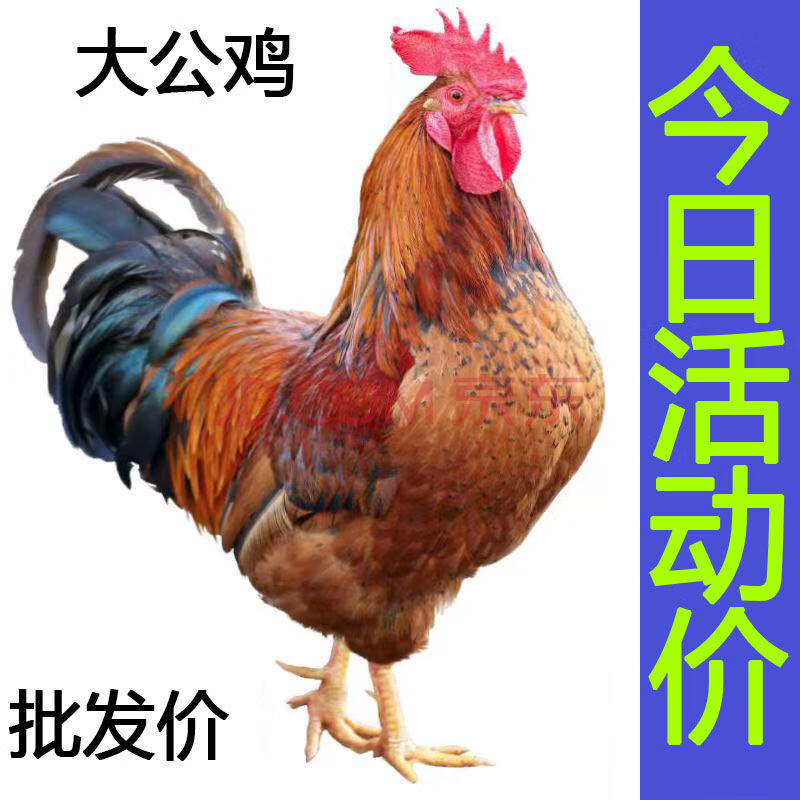 柴鸡国产白条 莫尔加德 【小公鸡】公鸡净重2斤 散养大公鸡【 料包】
