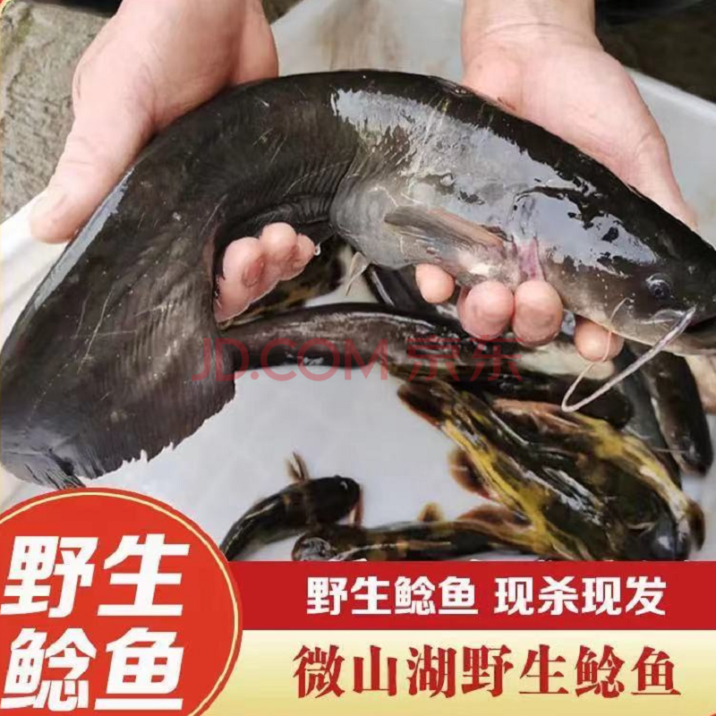 猫扑鱼 微山湖野生鲶鱼 胡子鲶 土鲶鱼 大口鲶鱼 活鱼