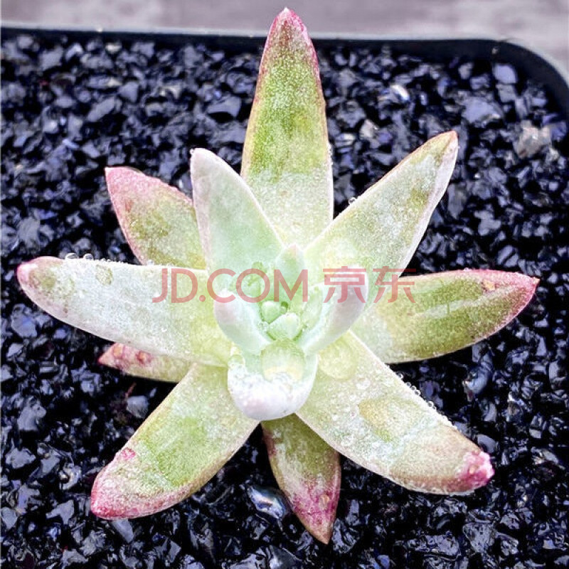 格林童话多肉仙女杯白菊老桩多肉植物批发绿植花卉盆栽植物好养格诺玛