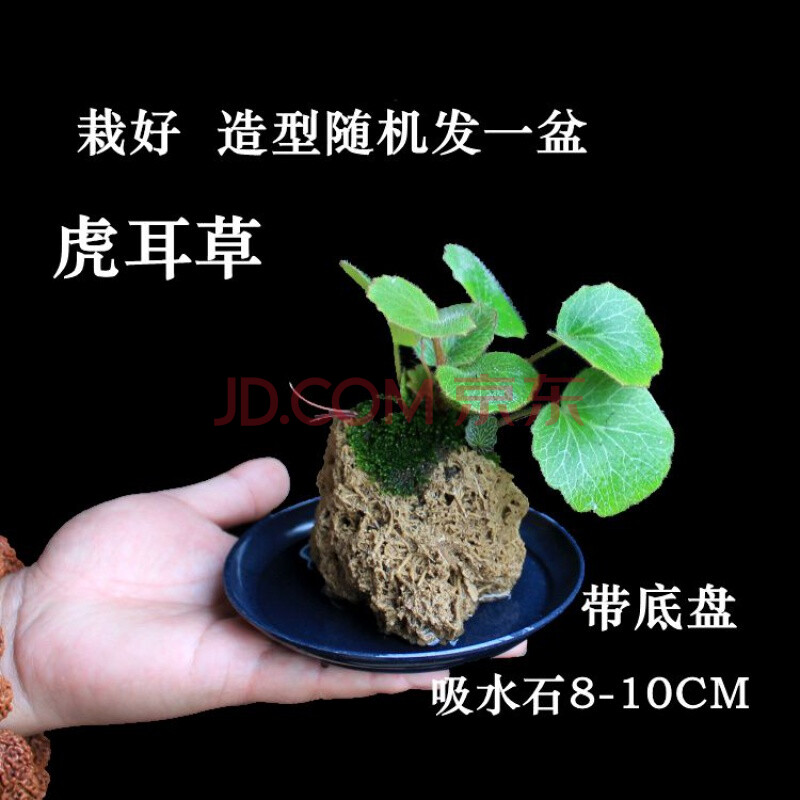 吸水石盆景植物桌面水培小盆栽龙根菖蒲虎耳草碧玉室内绿植 虎耳草一