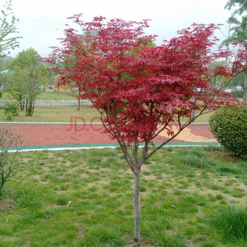 红枫苗 庭院植物 红丝带红枫树苗 美国红枫树苗 红枫树苗地径8cm粗