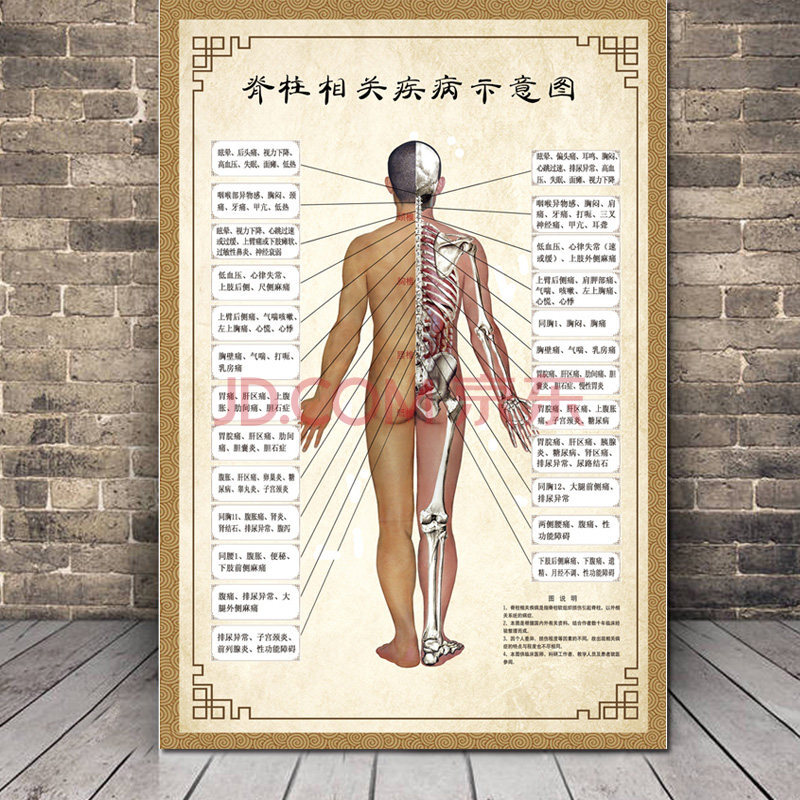 人体解剖图结构示意图人体内脏器官骨骼肌肉构造挂图全身解刨图片全身