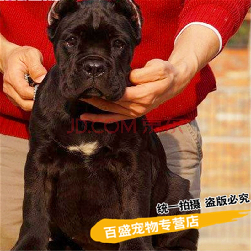 北京犬舍出售意大利护卫犬卡斯罗犬幼犬纯种活体宠物狗s级
