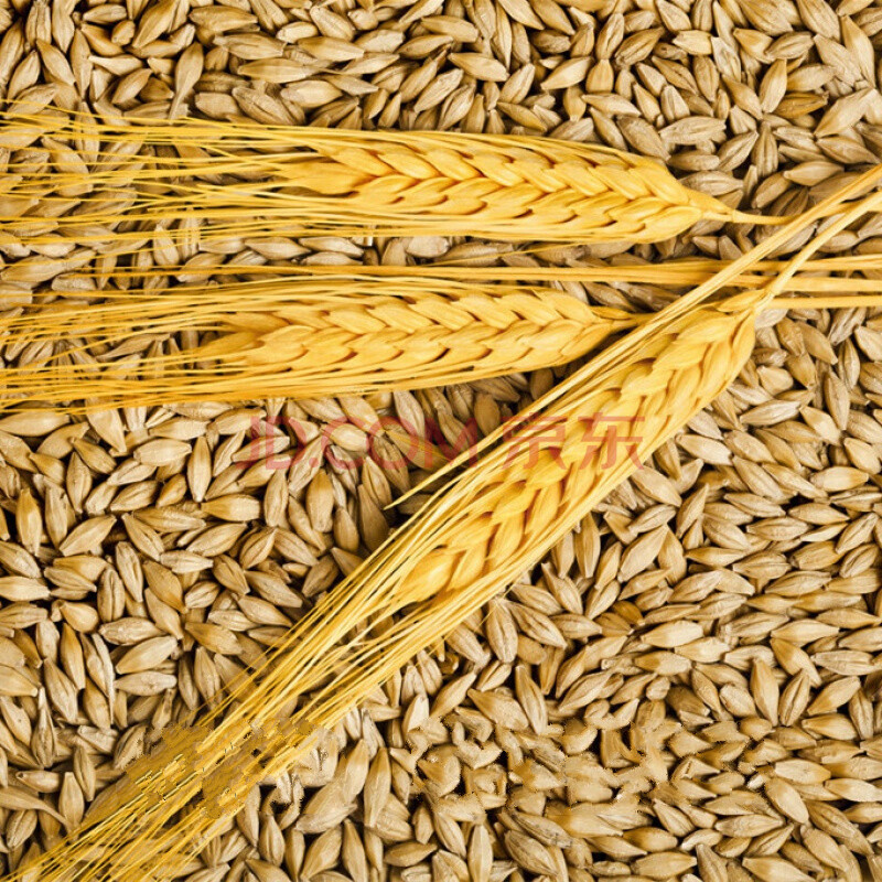 大麦带壳新粒种子麦芽糖猫草种子土培水培酿酒发芽