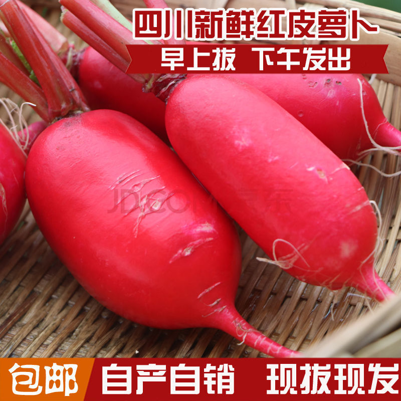 四川特产 自种红皮萝卜新鲜红皮白肉水萝卜泡菜胭脂萝卜现拔现发 1斤
