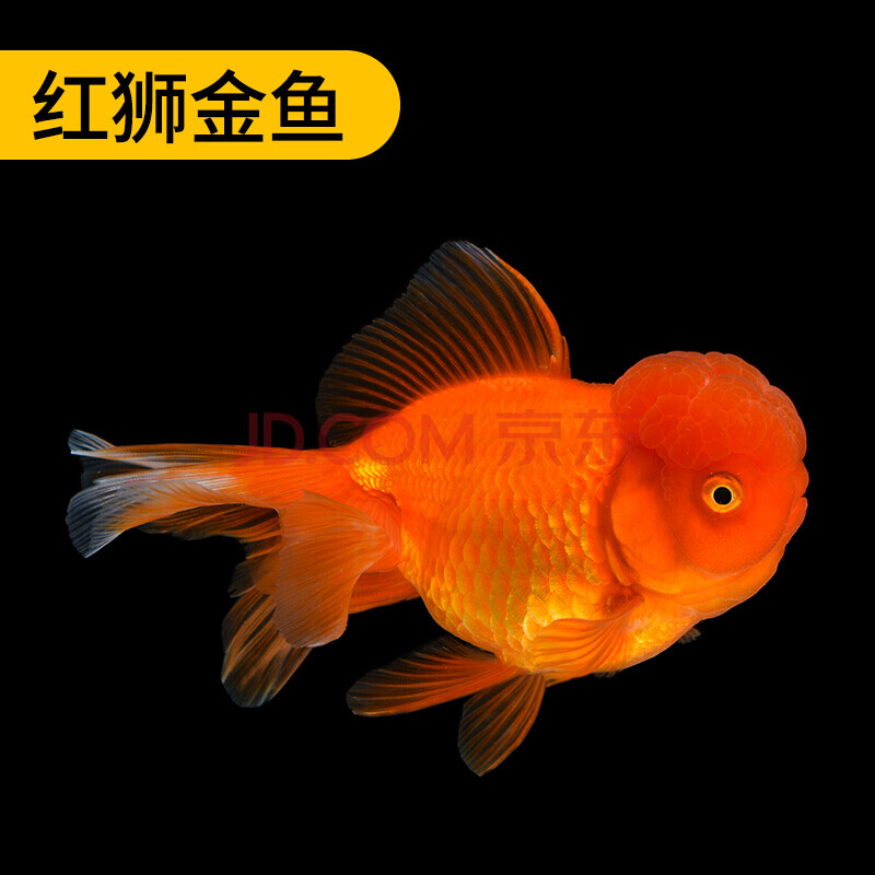 金鱼活鱼观赏鱼小型淡水好养耐活冷水鱼苗兰寿锦鲤小金鱼活体 紫色 10