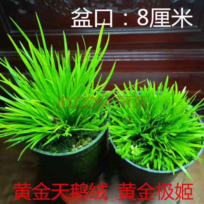 虎须老桩龙根矮种菖蒲草植物水培附石盆景 黄金天鹅绒 黄金极姬各1盆