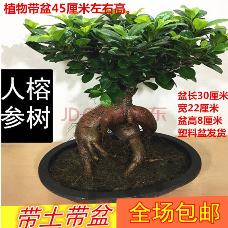 榕树大型小叶榕树 造型榕树盆景盆栽 绿植室外庭院阳台观茎植物 大号