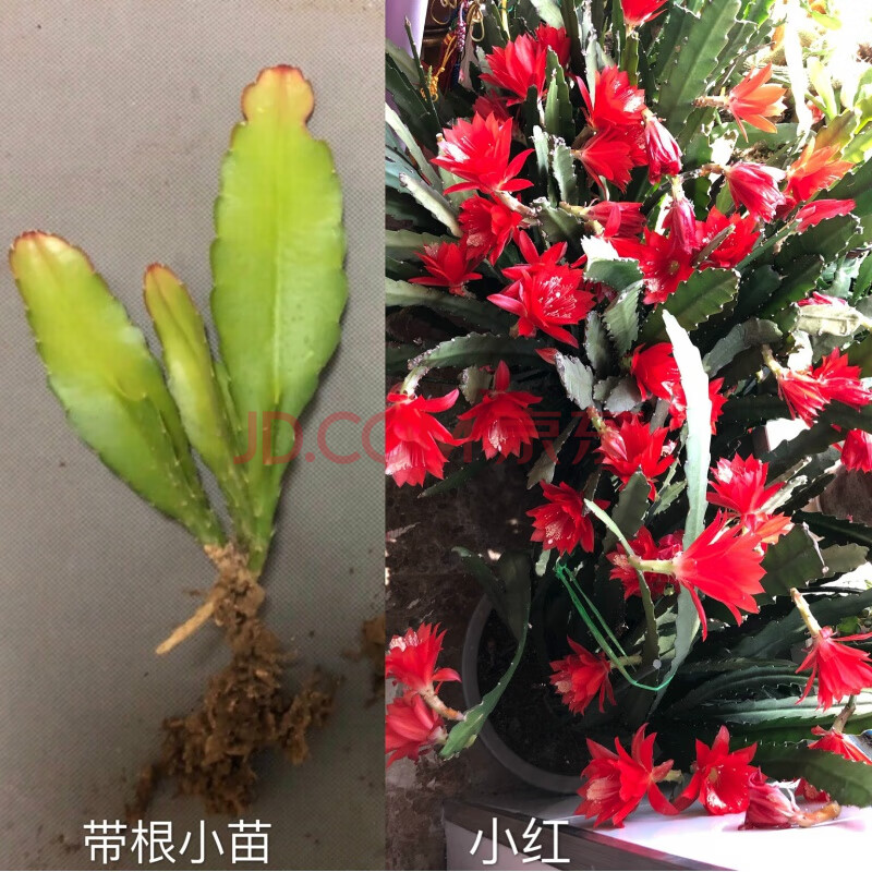 白色令箭荷花苗带根带花苞白香妃盆栽大叶小叶昙花嫁接室外内香味