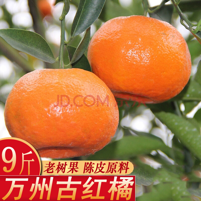 橘59斤带箱新鲜川红柑橘万州古红桔古老树陈皮万县四川大红袍9斤大果