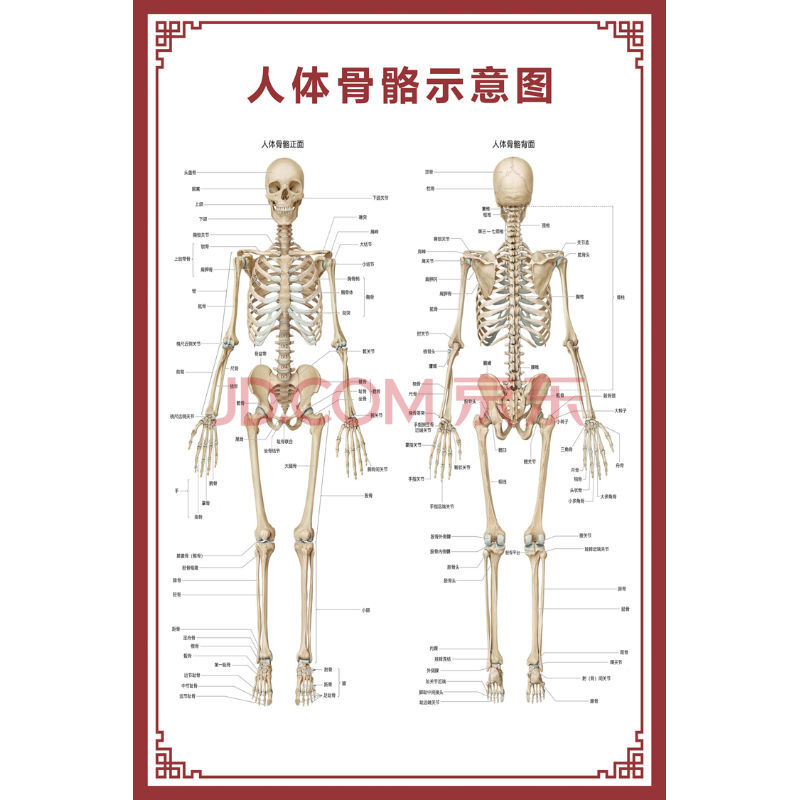 人体骨骼图大挂图器官示意图内脏结构图穴位图人体肌肉解剖图海报