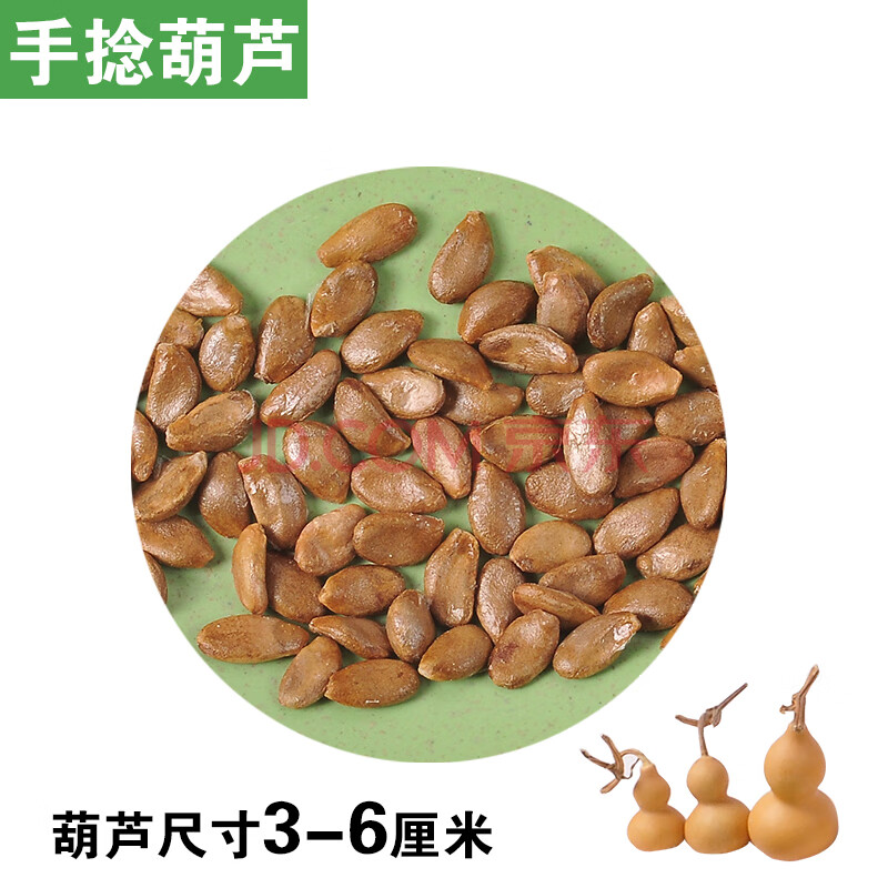 天然手捻大中小葫芦园林种子美国葫芦籽阳台观赏葫芦种盆栽春 手捻100