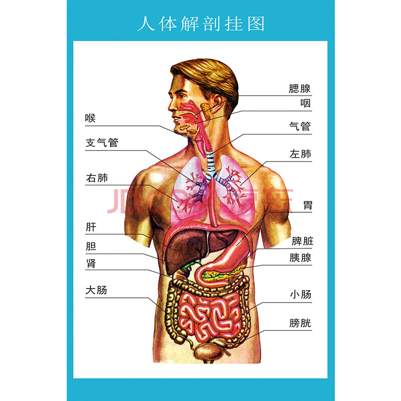 人体解剖图穴位医学人体结构图片内脏器官骨骼肌肉构造挂图画全身