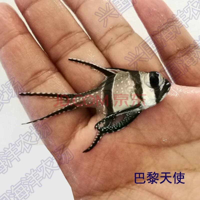 活体海水鱼 海缸观赏宠物鱼 小型小丑鱼活体快递包活 巴黎天使3-4cm