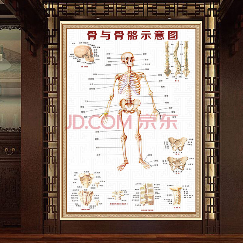 大挂图器官内脏结构图分布穴位图人体肌肉解剖图高清 骨与骨骼示意图