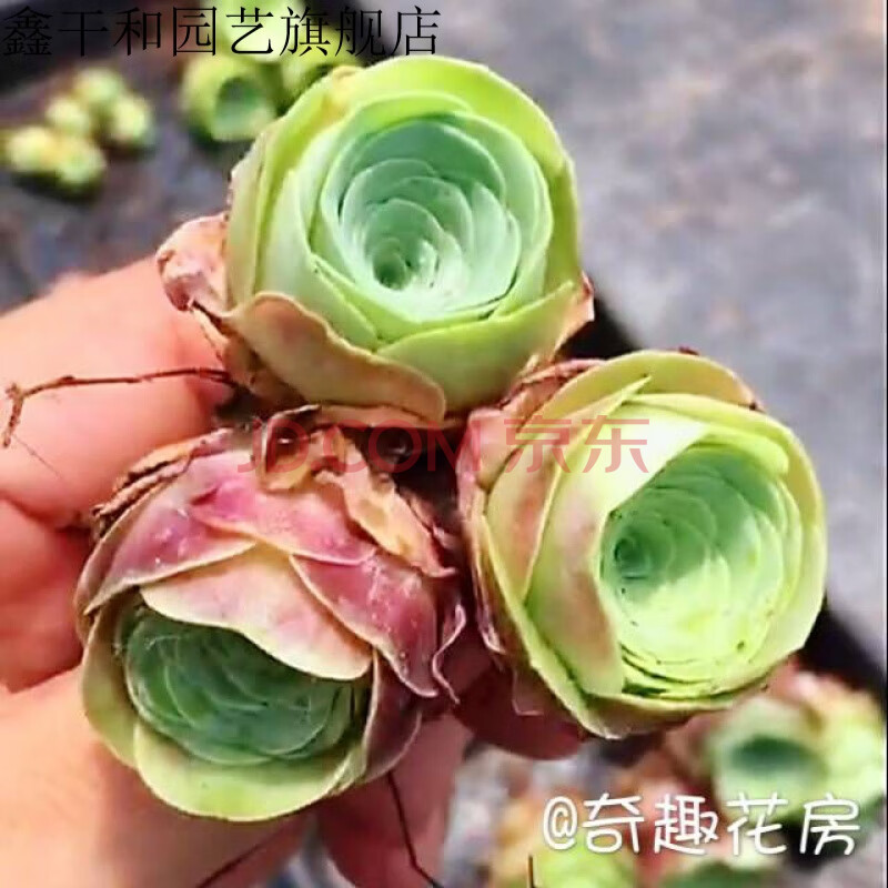 多肉植物一物一拍仙女杯奴婢吉娜小球玫瑰酒杯山地玫瑰橄榄球玫瑰