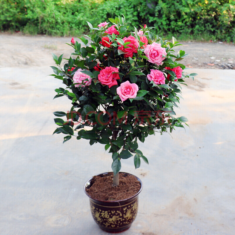 茶花苗盆栽山茶花树苗带花苞盆栽花卉室内观花植物四季好养的花开花不