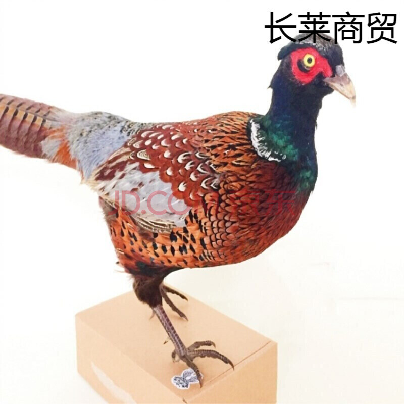 公母七彩野鸡标本山鸡野鸡假媒假煤假寐竹鸡竹纤维制作 公鸡