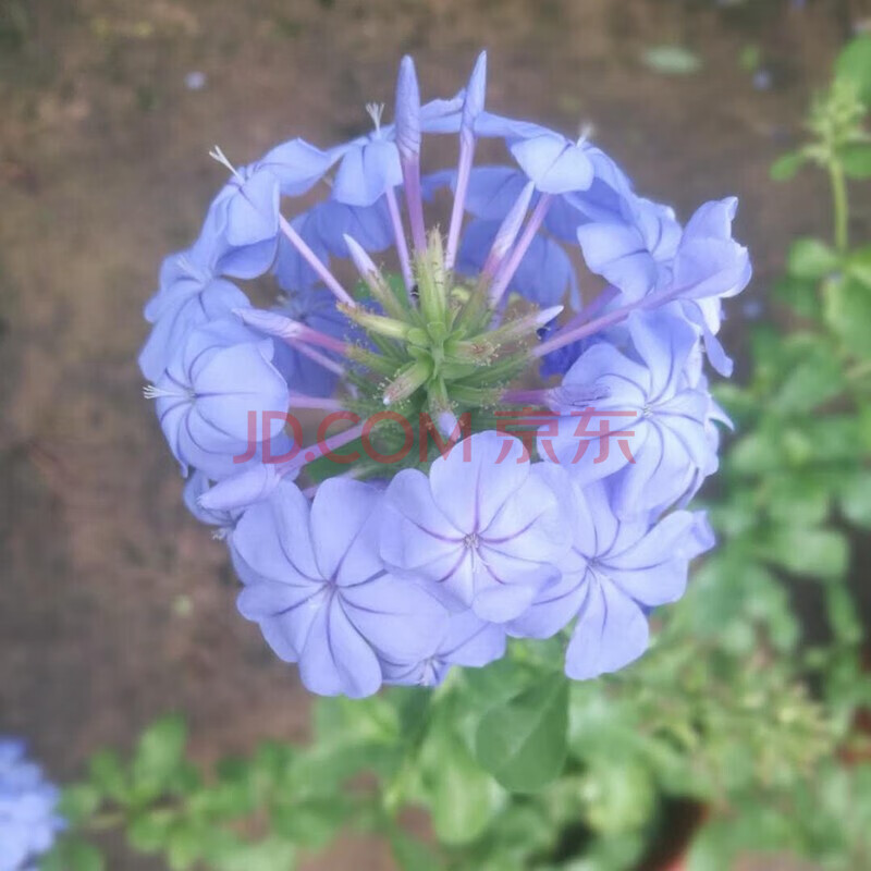 现货 京东云仓发货 蓝雪花盆栽 带花苞 室外庭院植物阳台花卉盆栽易