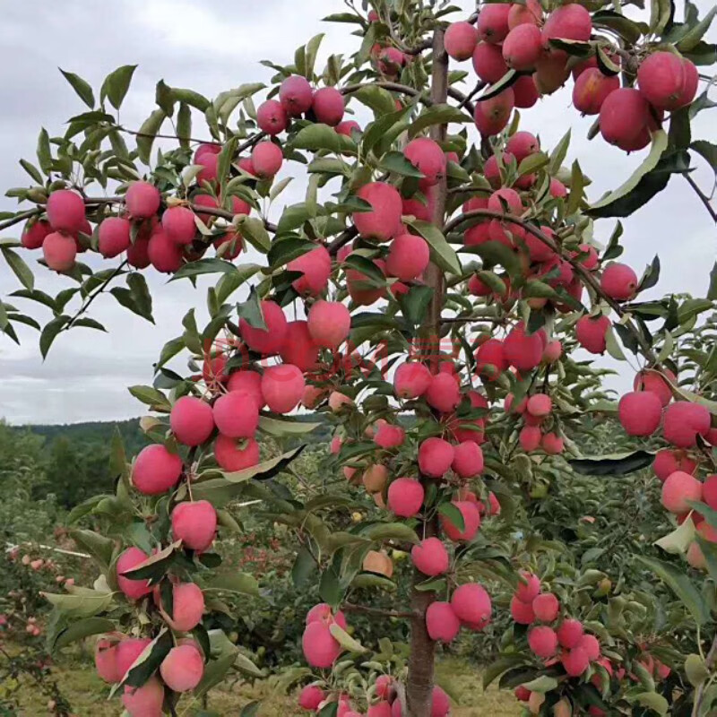 苹果树苗嫁接苗果树苗盆栽地栽南方北方种植红富士苹果苗当年结果 嘎