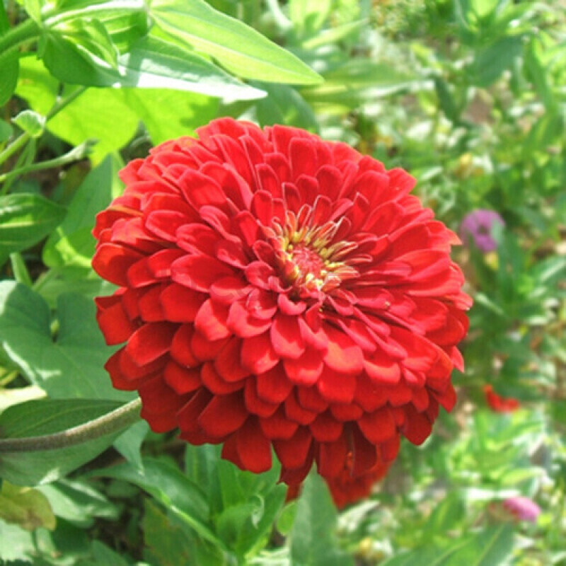 花卉种子花重瓣百草花种子工程草花种子庭院种 红色百日草1000粒 2包