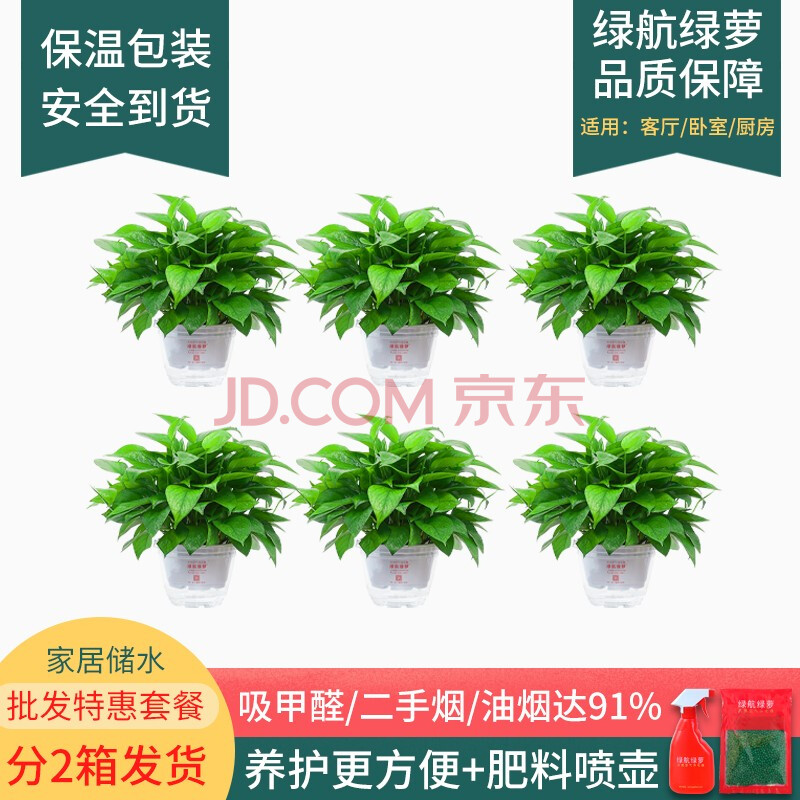 绿航绿萝室内客厅盆栽水培植物除甲醛空气净化绿色植物大叶绿箩绿植