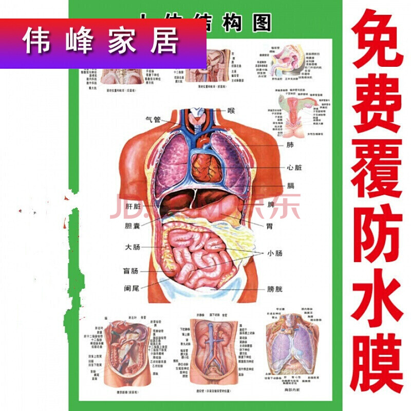 人体内脏解剖示意图医学宣传挂图人体器官心脏结构图医院海报d 36寸