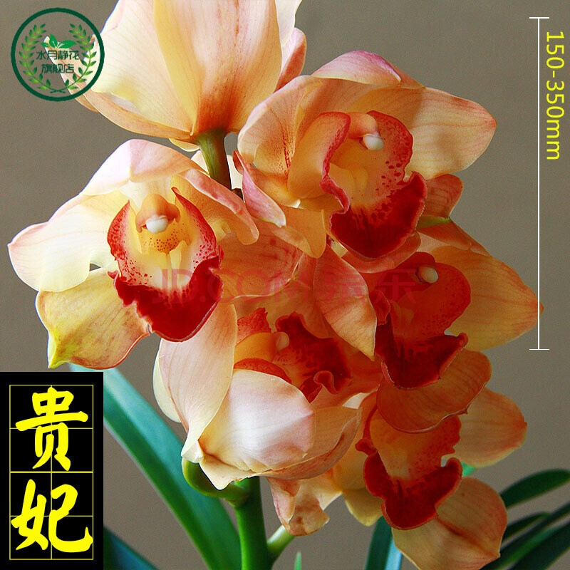 水月静花 浓香型兰花苗大花蕙兰墨兰花卉盆栽绿植室内