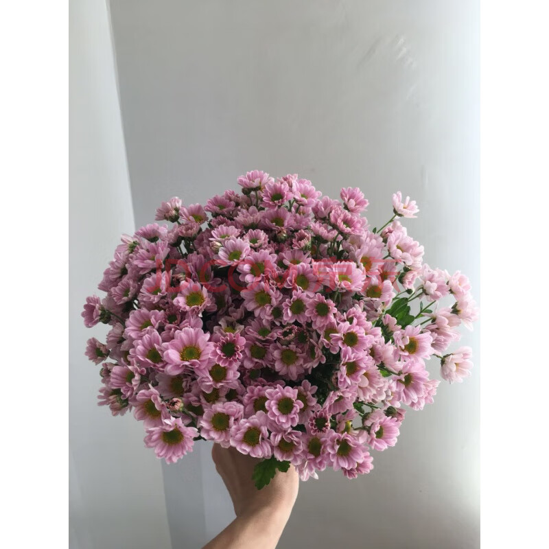 鲜菊花一束 鲜花小雏菊新鲜昆明云南鲜花小菊花鲜花小邹菊家庭会议