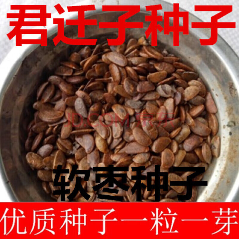 htyun新野柿子种子黑枣种子嫁接胡桃种子一级种子一斤