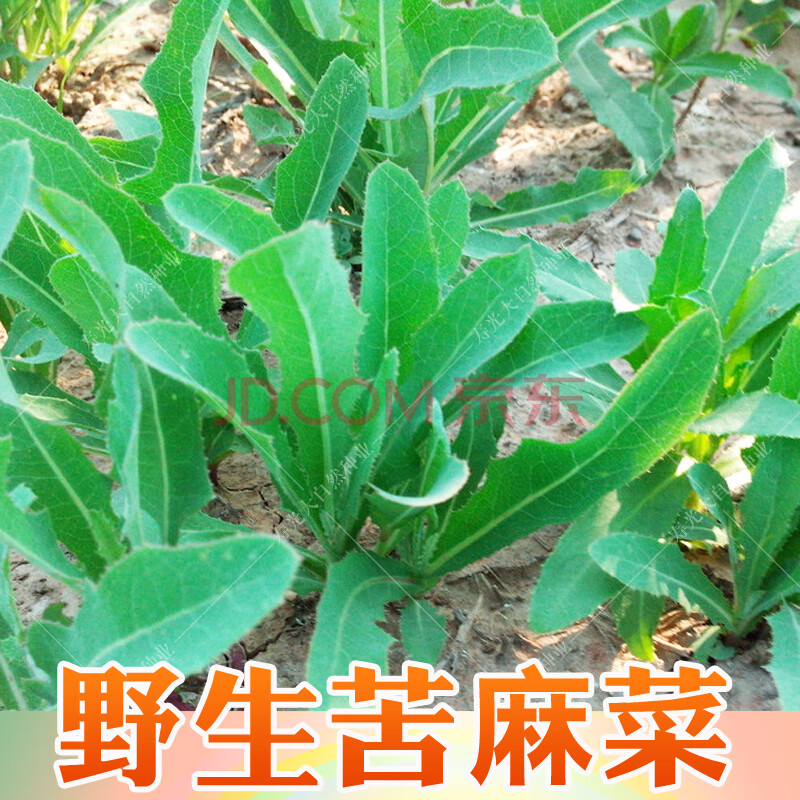 农家野菜种子荠菜种籽蒲公英马齿苋面条菜紫苏春季菜