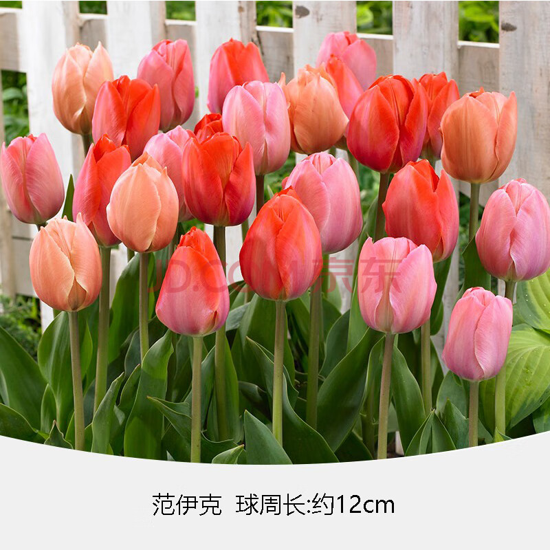 深夜花园 郁金香大种球 水培土培花卉耐寒盆栽风信子水养植物球根花卉