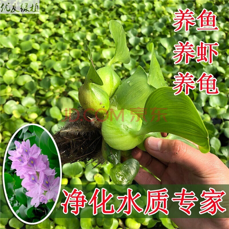 四季水葫芦苗 水生植物 水苗养殖浮萍水培金鱼虾草污水净化水质19.