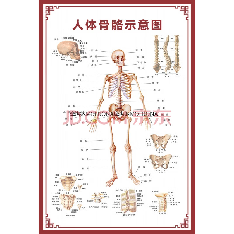 人体骨骼图挂图器官内脏结构图海报脊柱图解肌肉分布解剖图挂画 人体