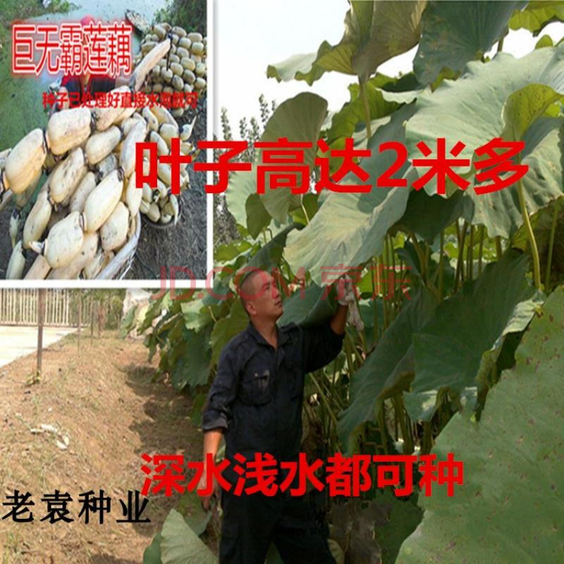 巨型粉脆莲藕种子基地种植高产莲藕种子巨无霸莲藕种子荷花种子 巨型