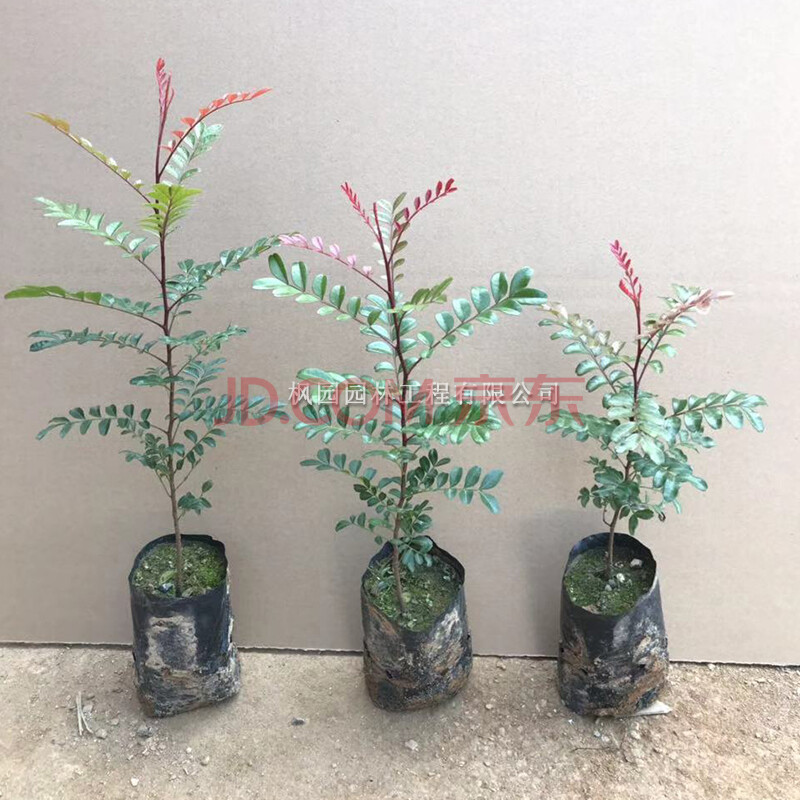 红芽清香木树苗庭院阳台植物四季常青芳香盆栽耐寒 清