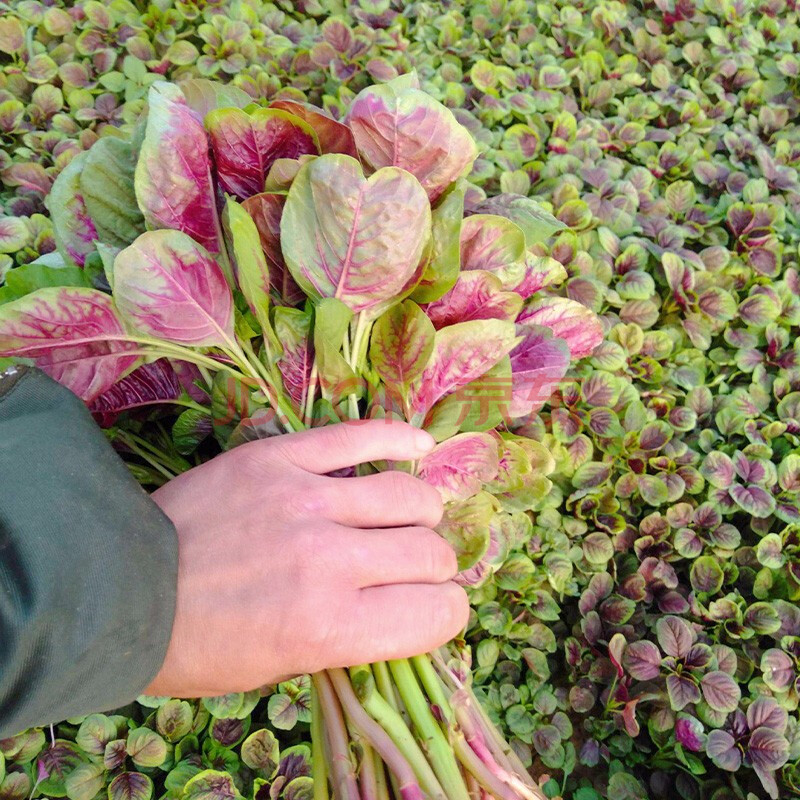 寿禾苋菜蔬菜种子汉菜圆叶红苋菜四季批发菜籽阳台叶菜类菜种子春冬季