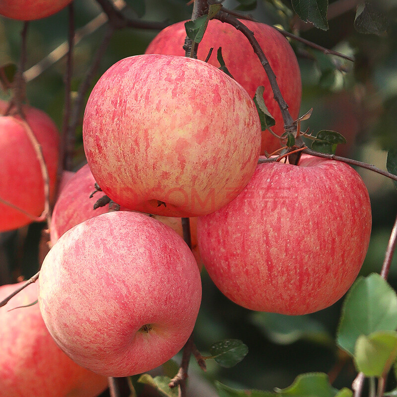 【24小时发货】大果85#9枚5斤苹果水果洛川红富士孕妇