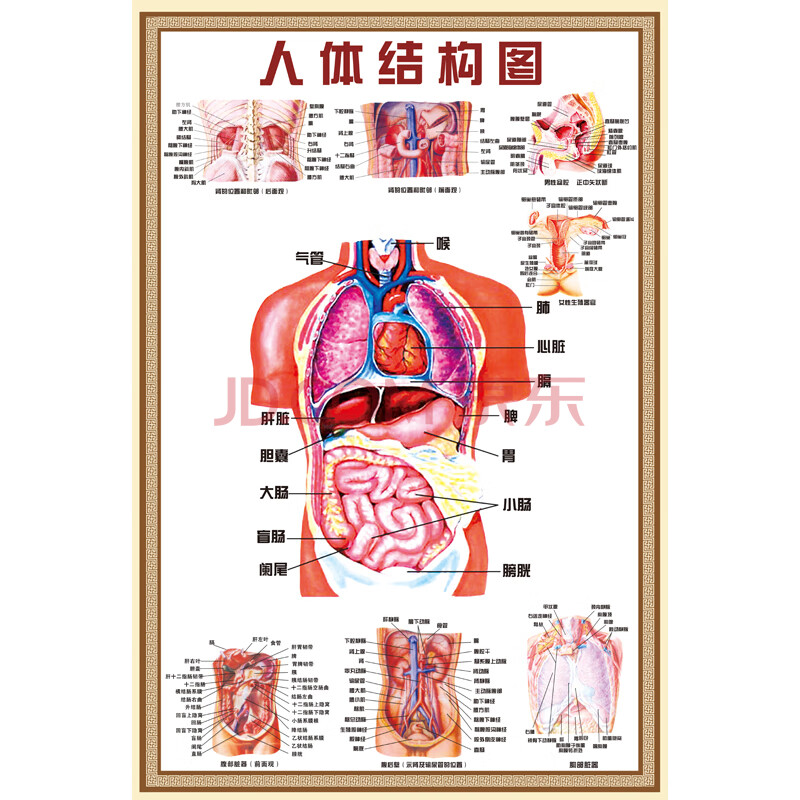 图结构示意图人体内脏器官骨骼肌肉构造挂图全身解刨图片 人体结构图