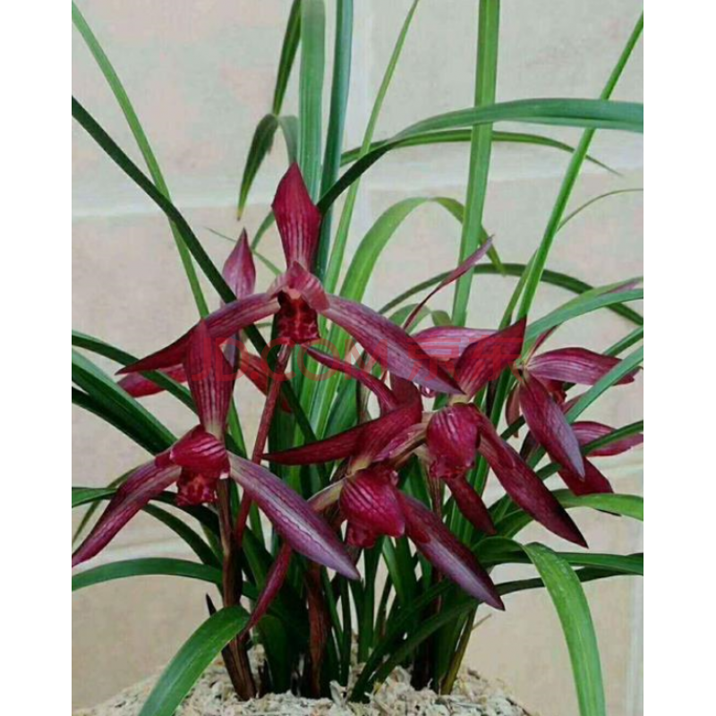 自然老种兰花苗 春兰名品【红塔宝石】浓香室内绿植花卉盆景 组培5苗