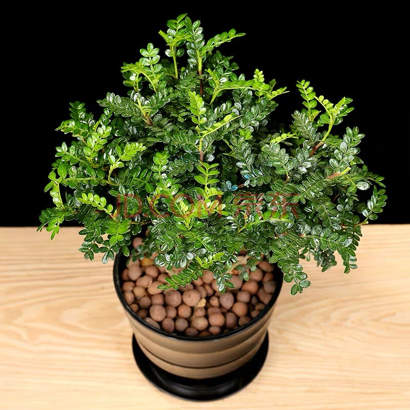 清香木散发香味卧室桌面小盆栽观叶植物盆景 清香木大苗 不含盆