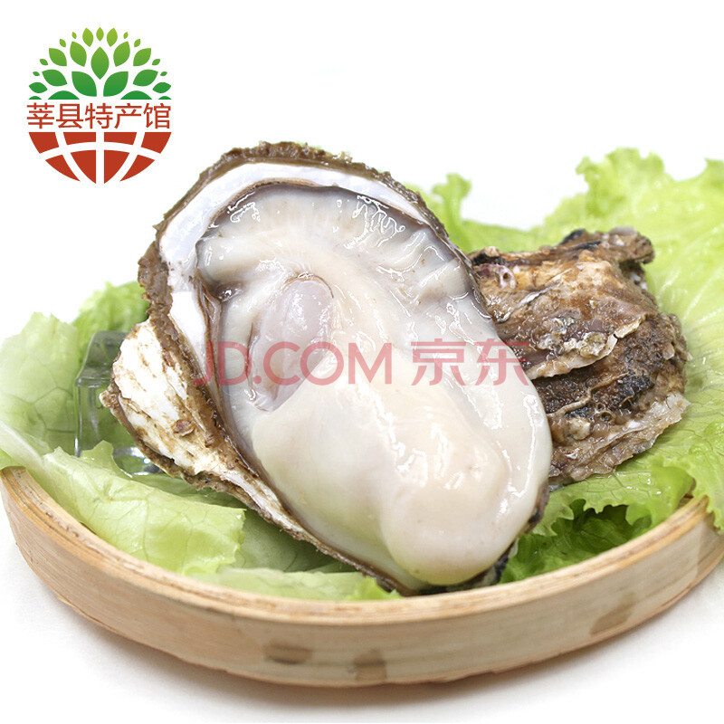¡¾Ý·Ïعݡ¿Èéɽĵòà ÏÊ»îÉúòºº£òÃ×Ó 5kg XL(90g(º¬)-120g(²»º¬)
