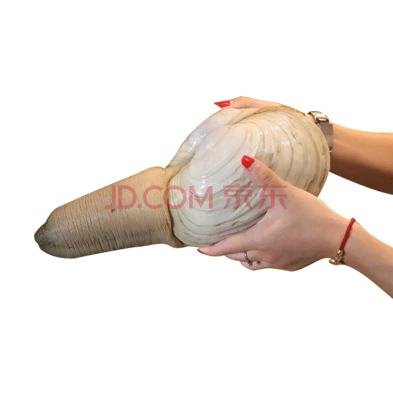 ¡¾»îÏÊ¡¿öàʳ ¼ÓÄôóÏó°Î°ö ½ø¿ÚÏóÑÀ°ö ÏÊ»îÏó±Ç°ö ÏÊ»îÏó°Î°ö 1000-1250g/Ö»