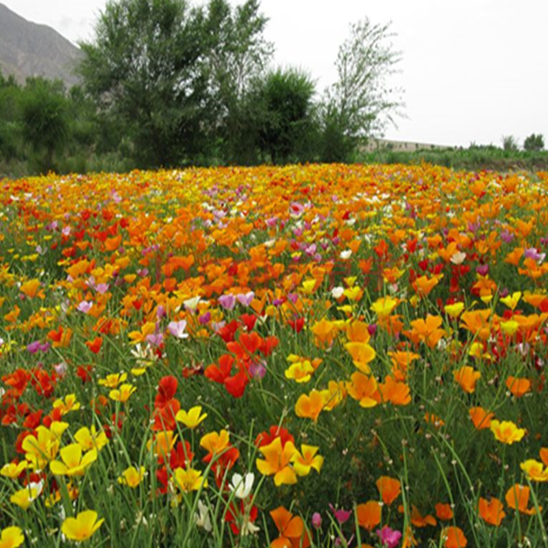 绿中城供应四季花卉野花组合花籽波斯菊百日草孔雀草金盏菊万寿菊金鸡