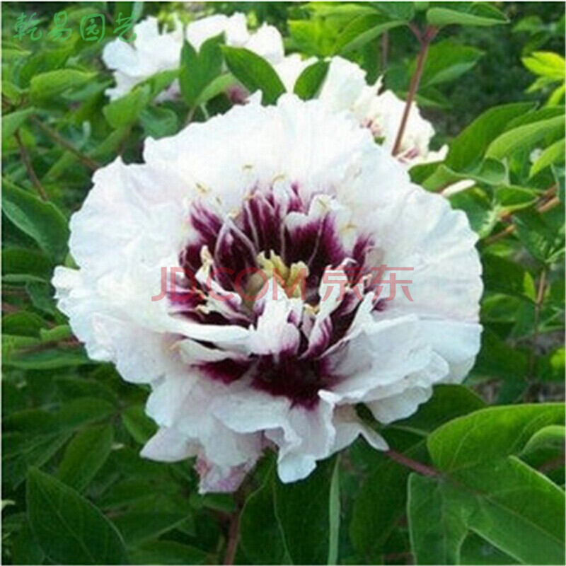 乾易园艺 牡丹花苗 盆栽牡丹树苗 当年开花 室内阳台花卉绿植盆栽